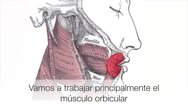 9 Ejercicios Faciales para los Labios: